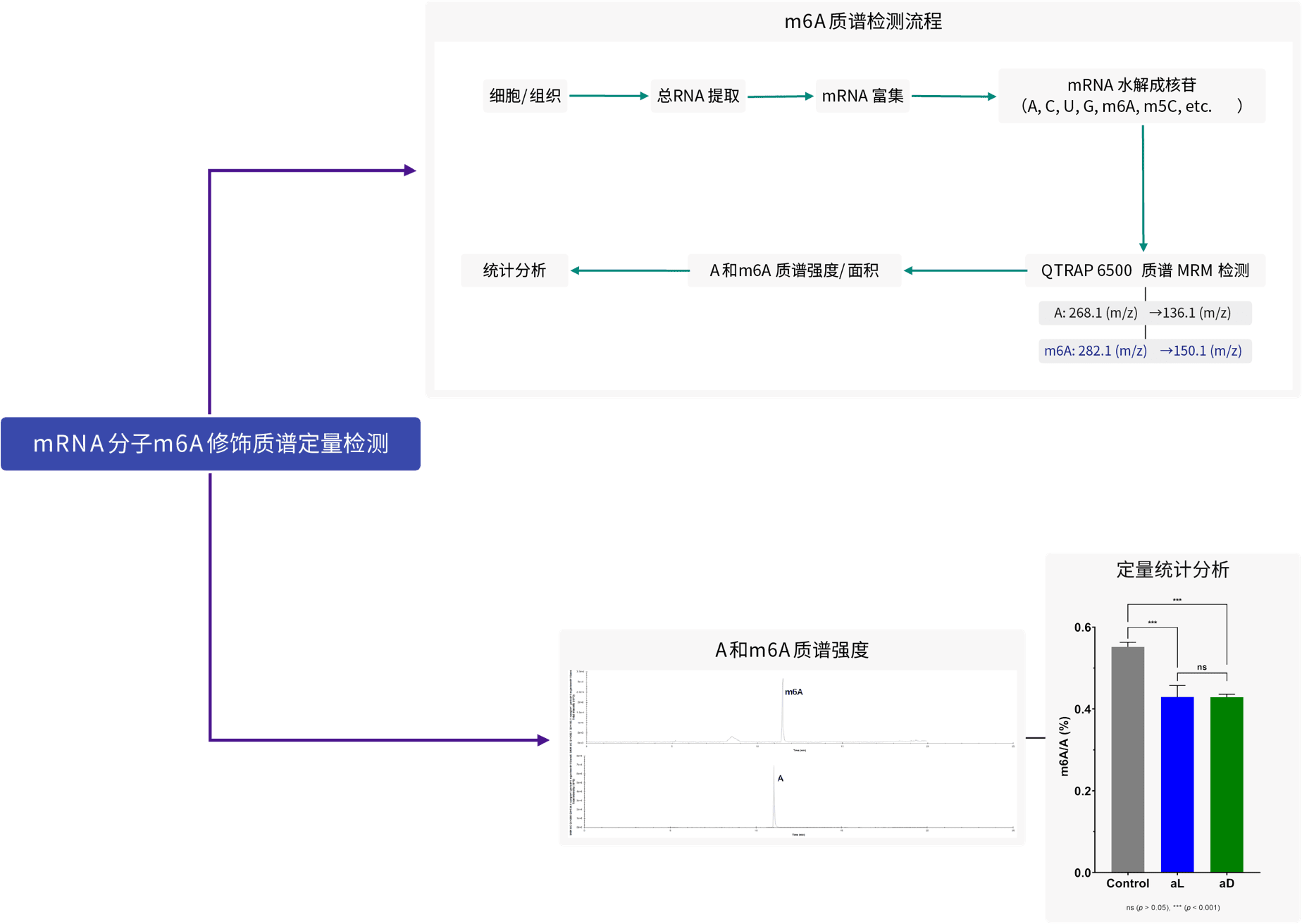 m-rna-m-6-a-01@2x