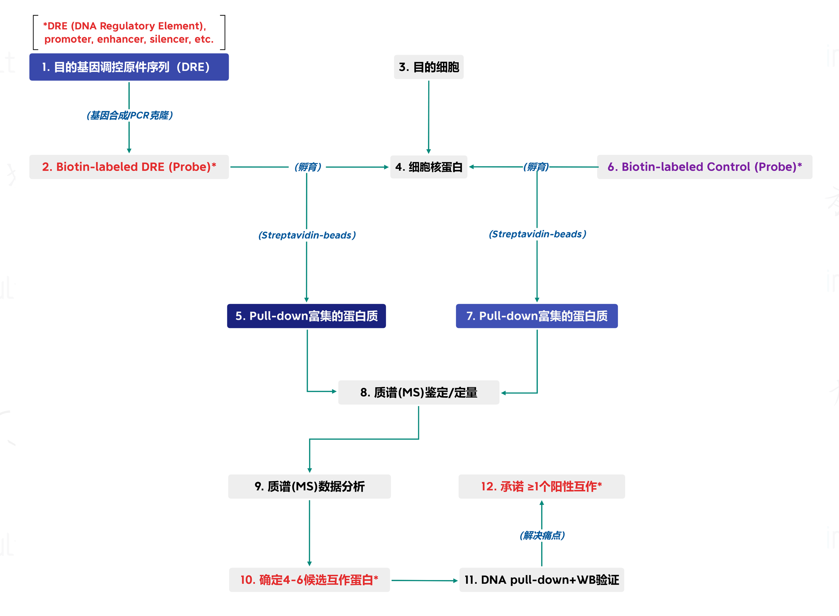 DNA-PD-MS1